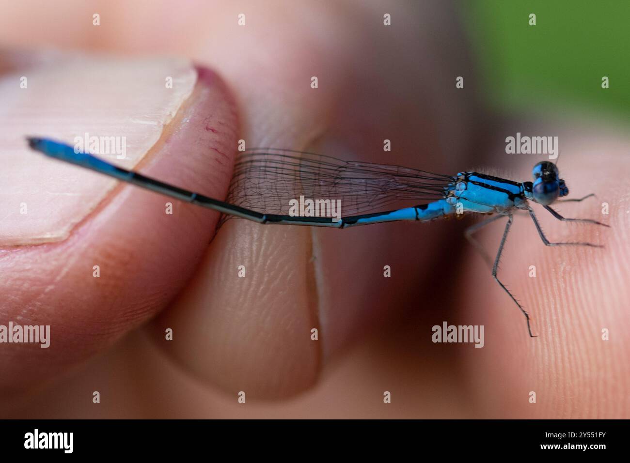 Azure Bluet (Enallagma aspersum) Insecta Stock Photo - Alamy