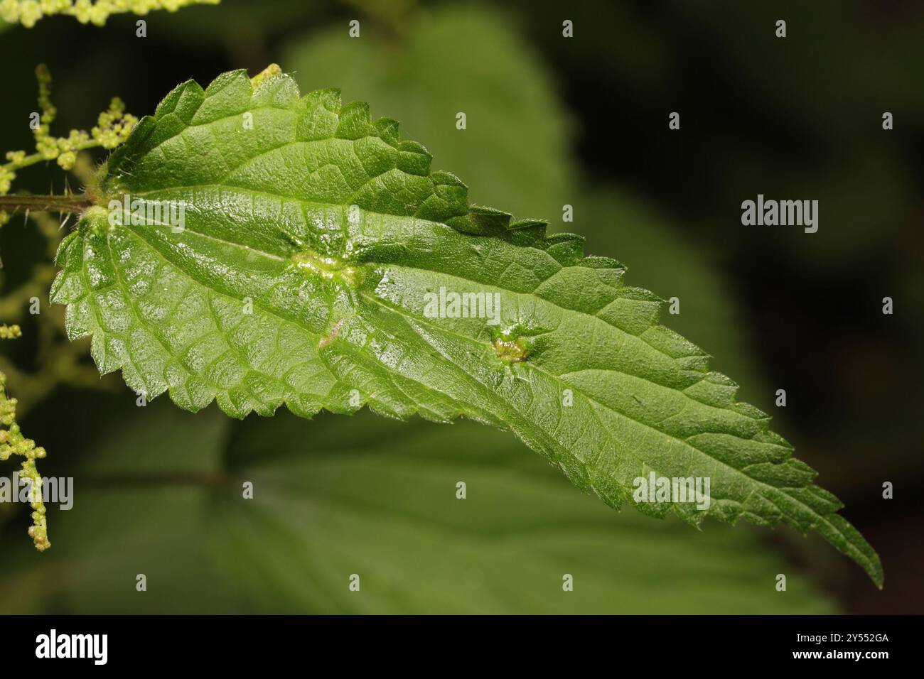 Nettle Pouch Gall Midge (Dasineura urticae) Insecta Stock Photo