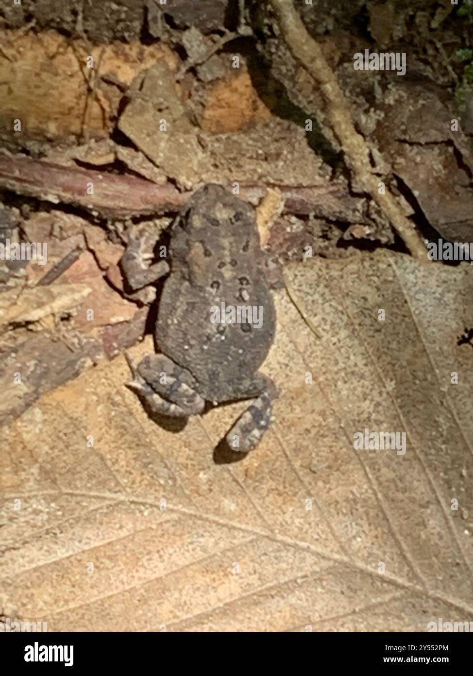 True Toads (Bufonidae) Amphibia Stock Photo - Alamy