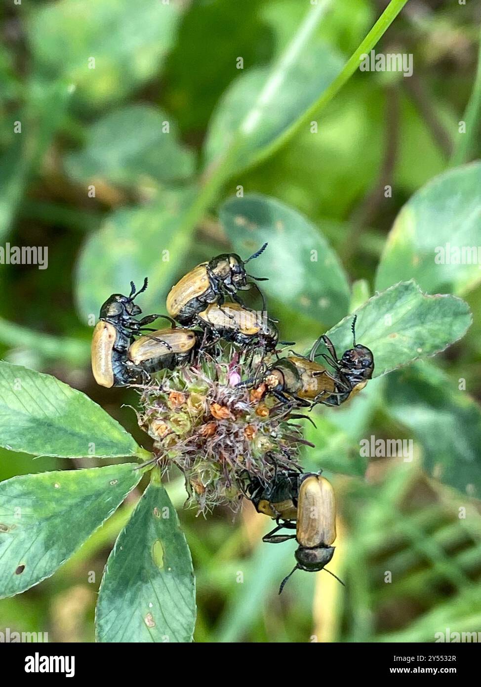 (Labidostomis humeralis) Insecta Stock Photo - Alamy