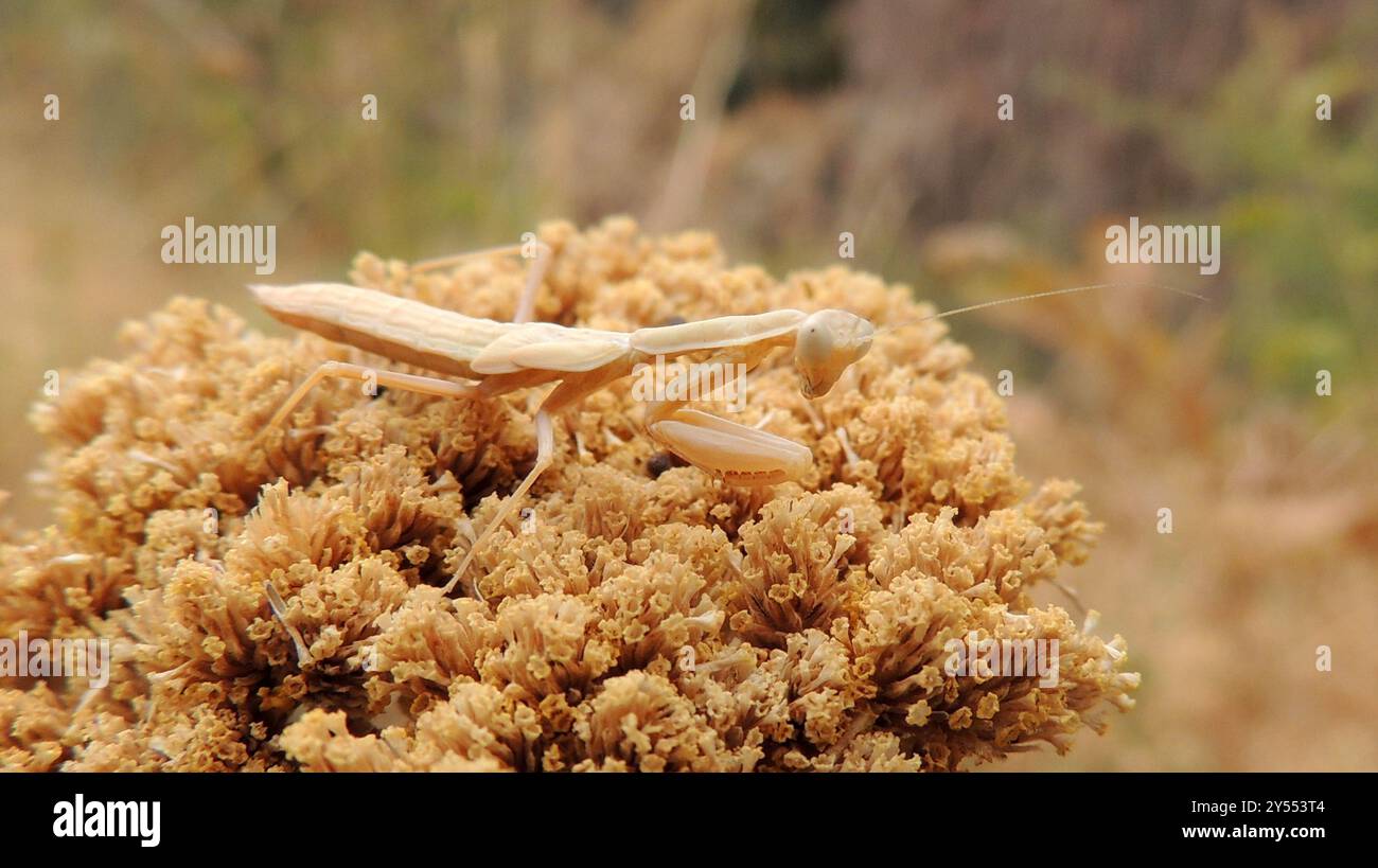 Iris Mantises (Iris) Insecta Stock Photo - Alamy
