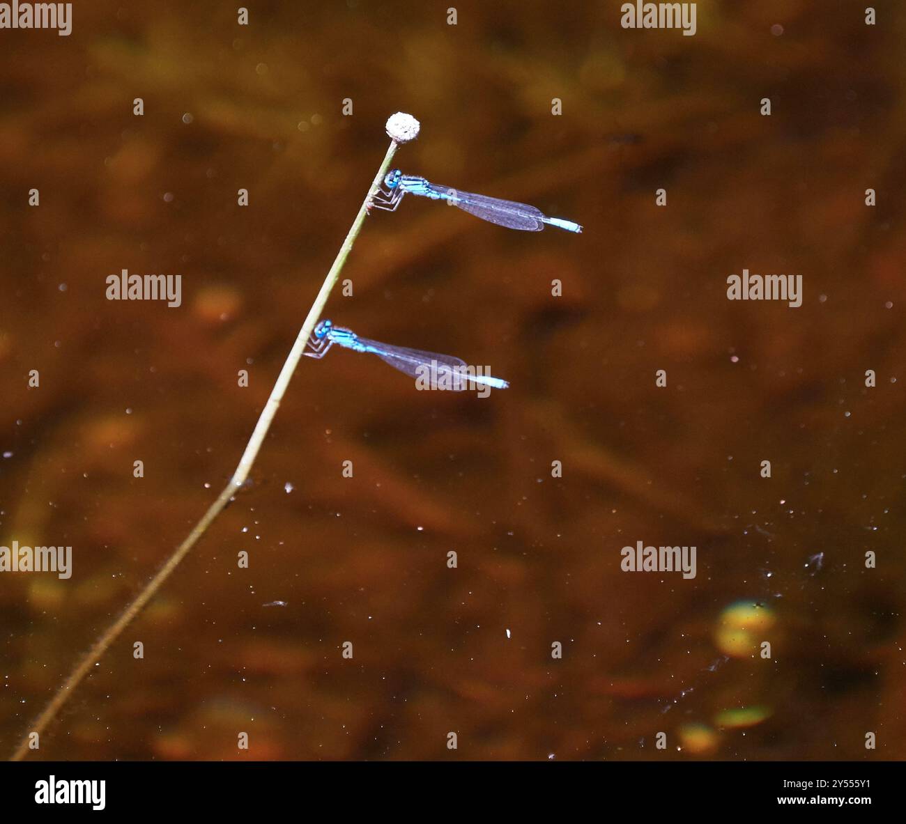 Azure Bluet (Enallagma aspersum) Insecta Stock Photo - Alamy