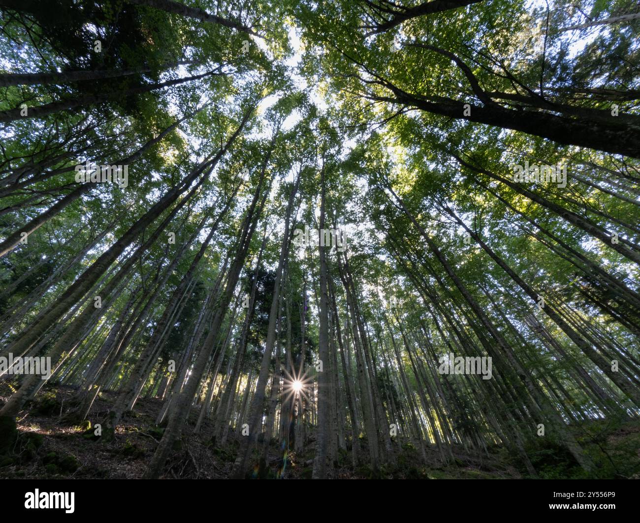 Forest with tall trees illuminated by sunlight Stock Photo - Alamy