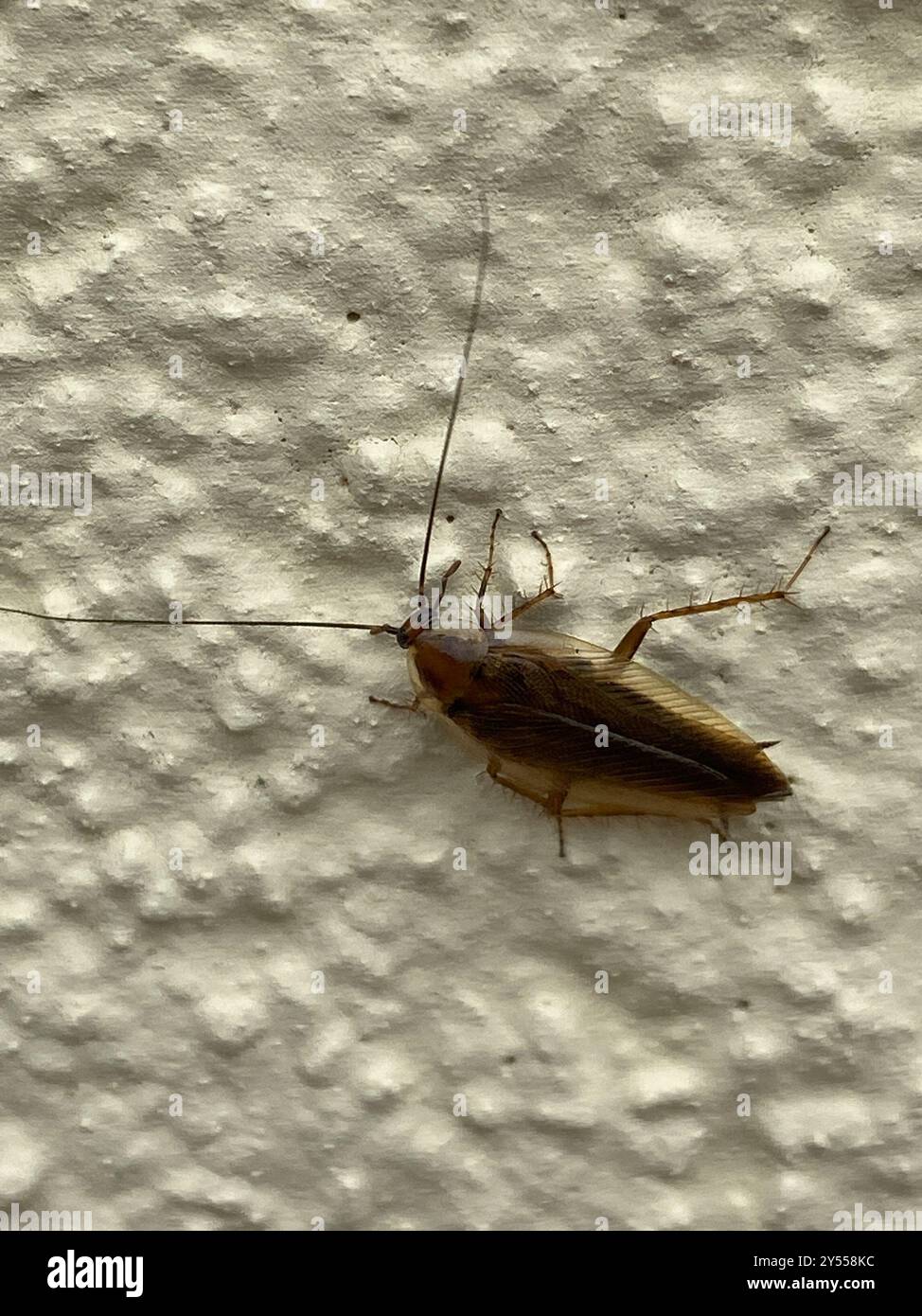 Amber Wood Cockroach (Ectobius vittiventris) Insecta Stock Photo - Alamy