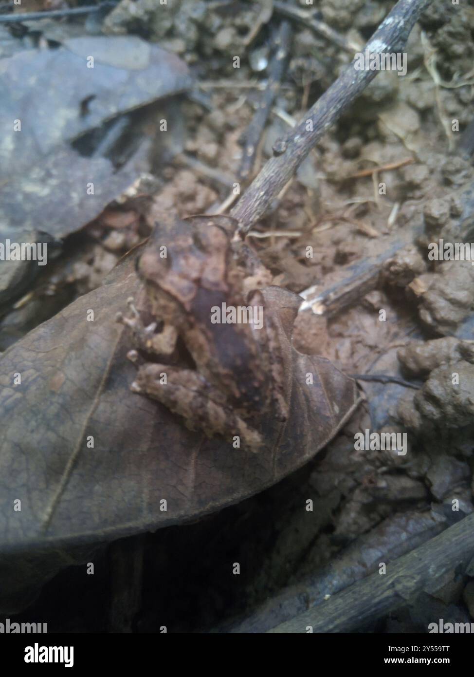 Frogs and Toads (Anura) Amphibia Stock Photo - Alamy