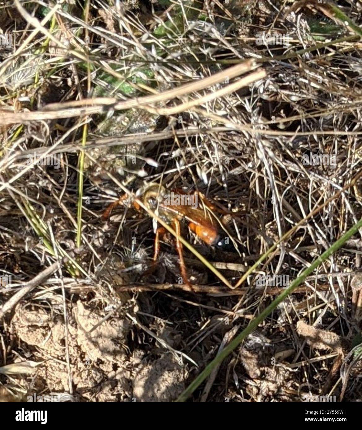 Great Golden Digger Wasp (Sphex ichneumoneus) Insecta Stock Photo - Alamy