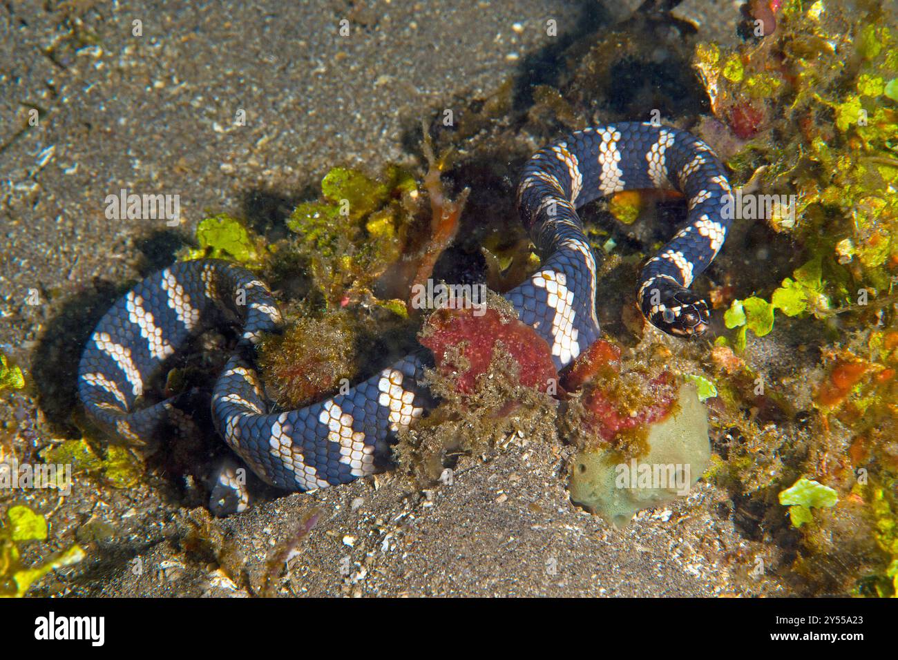 Sea snake egg hi-res stock photography and images - Alamy