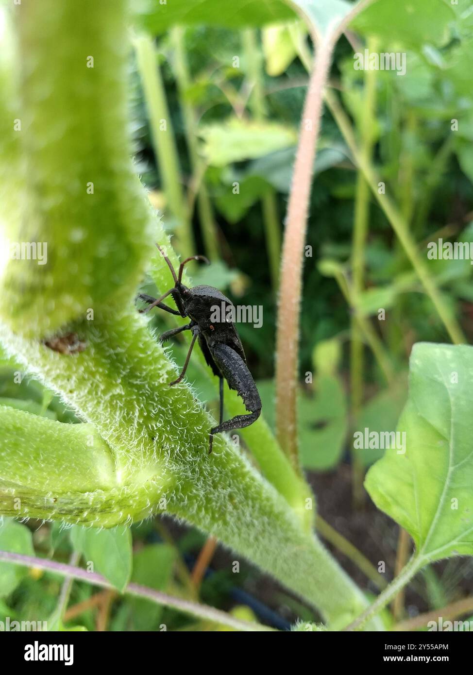 Florida Leaf-footed Bug (Acanthocephala femorata) Insecta Stock Photo ...
