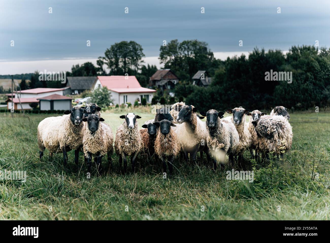 flock of sheep in a green field with rural backdrop Stock Photo - Alamy