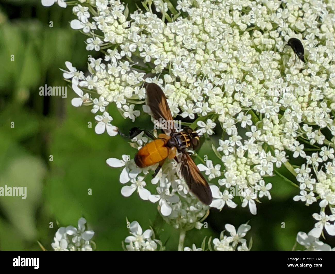 Feather-legged Flies (Trichopoda) Insecta Stock Photo - Alamy