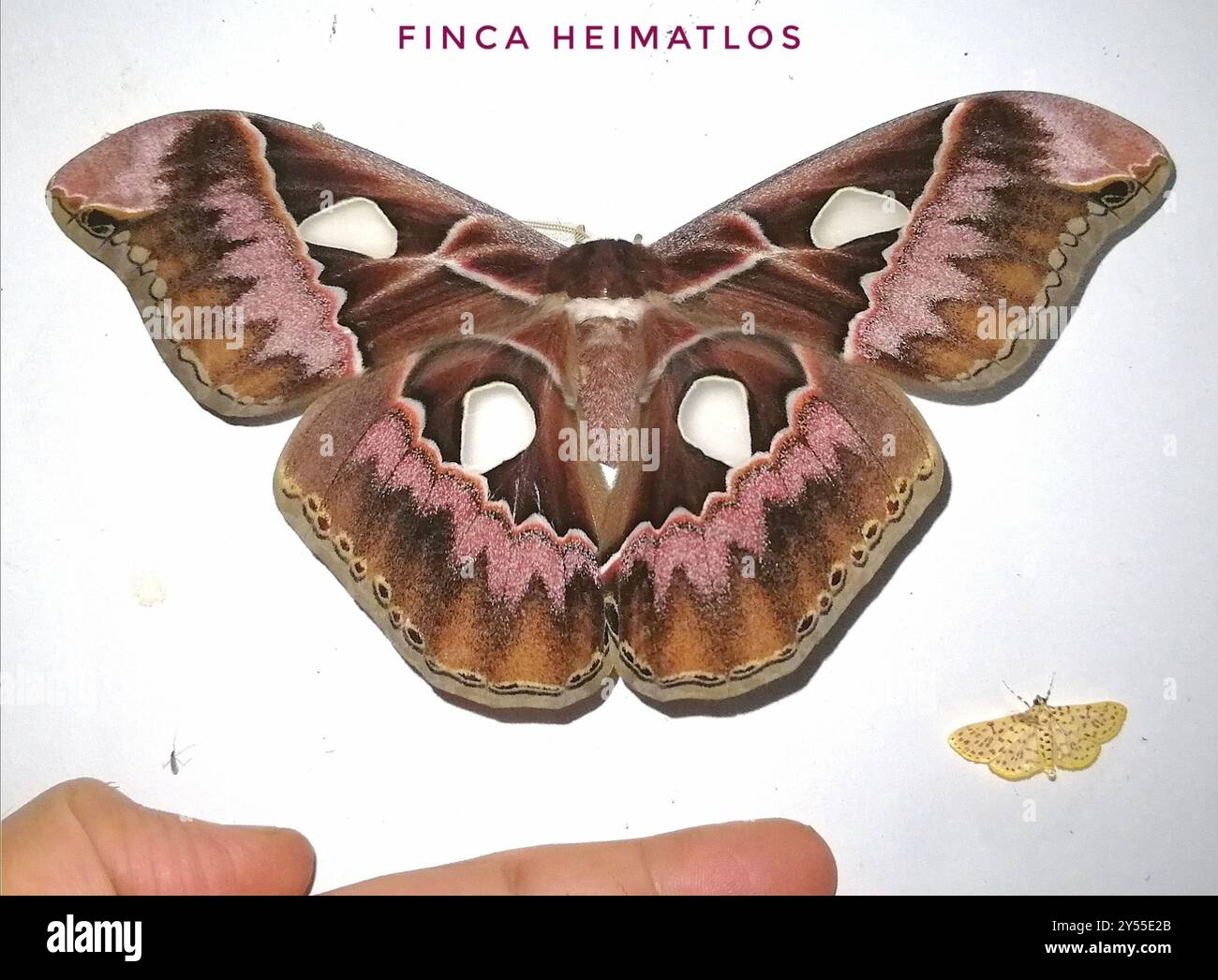 (Rothschildia lebeau inca) Insecta Stock Photo - Alamy