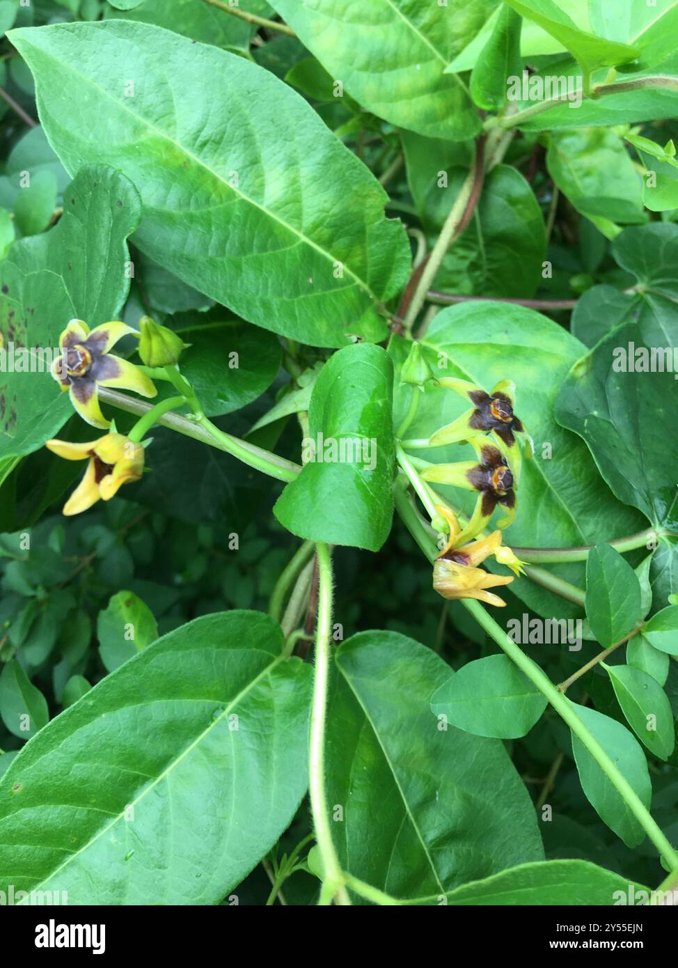Gonolobus hi-res stock photography and images - Alamy