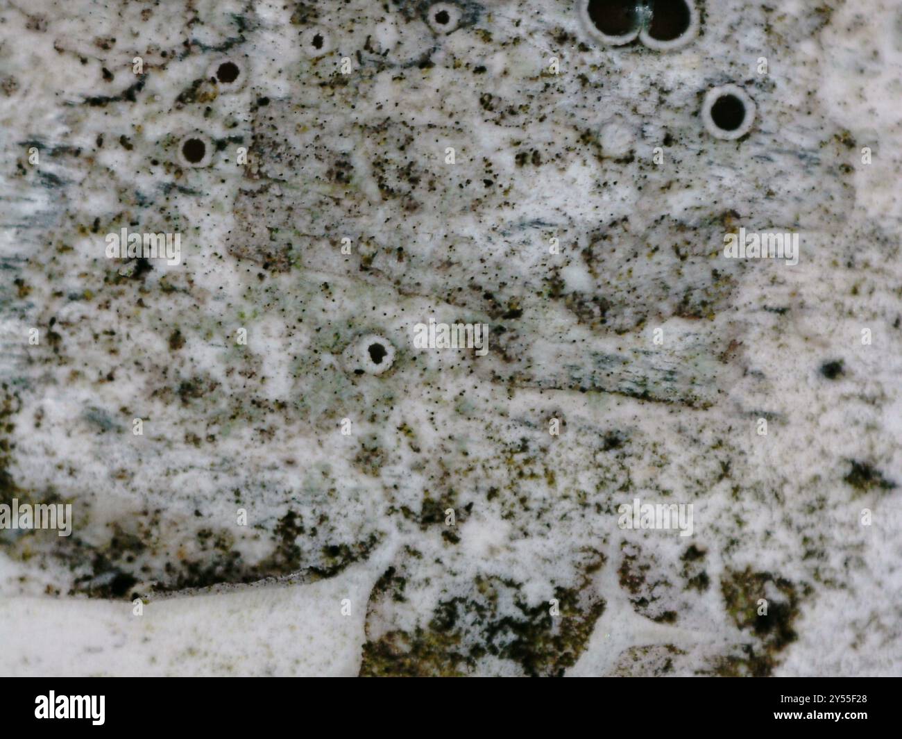 Black-eyed Rim Lichen (Lecanora circumborealis) Fungi Stock Photo - Alamy