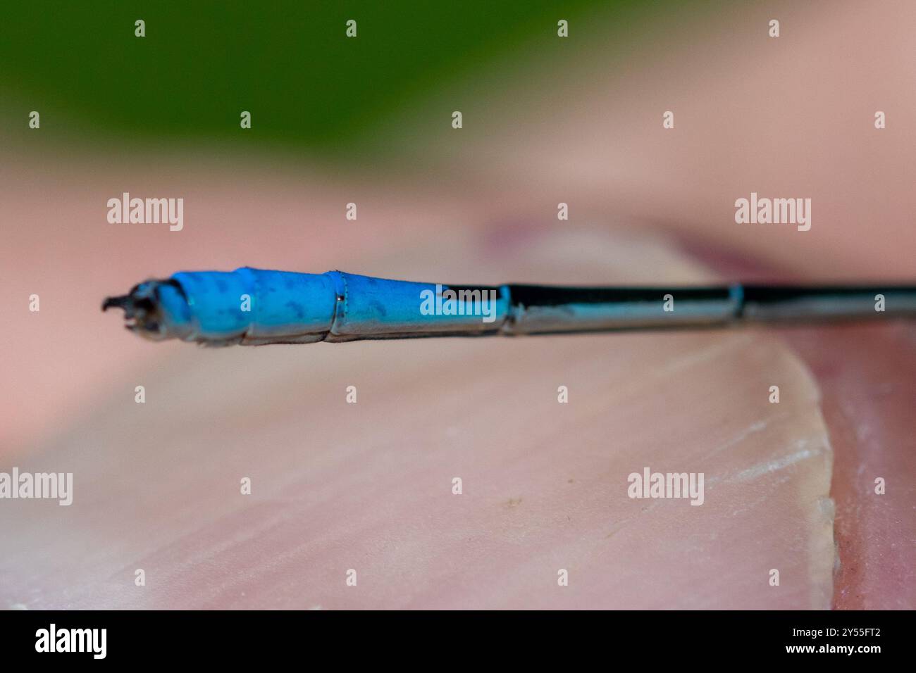 Azure Bluet (Enallagma aspersum) Insecta Stock Photo - Alamy