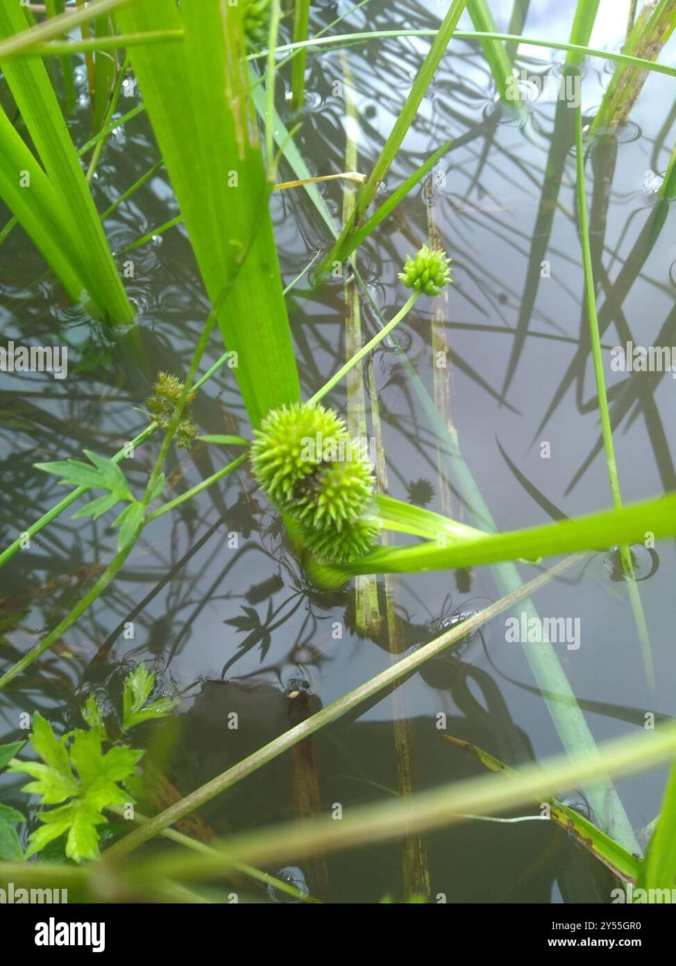 unbranched bur-reed (Sparganium emersum) Plantae Stock Photo