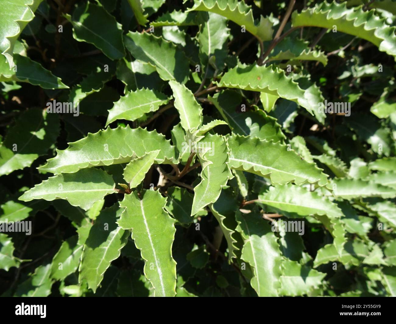 Olearia macrodonta hi-res stock photography and images - Alamy