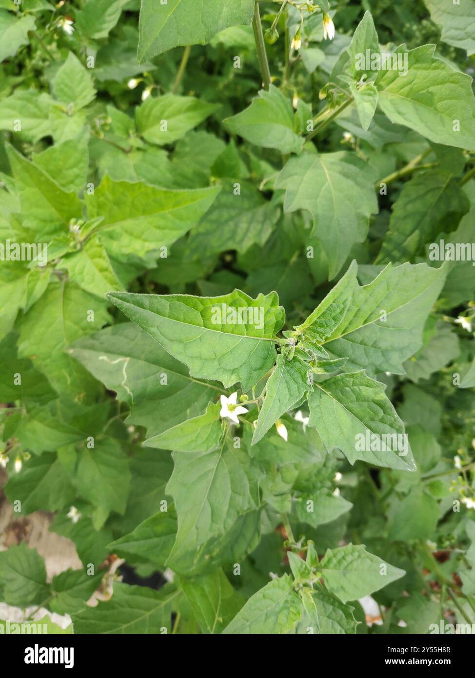 black nightshade (Solanum nigrum) Plantae Stock Photo - Alamy