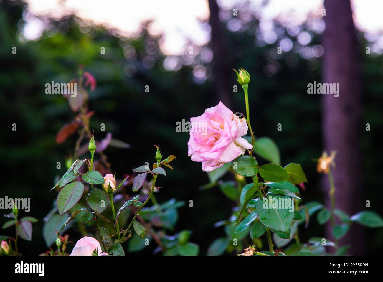 Botanical illustration english bouquet hi-res stock photography and ...