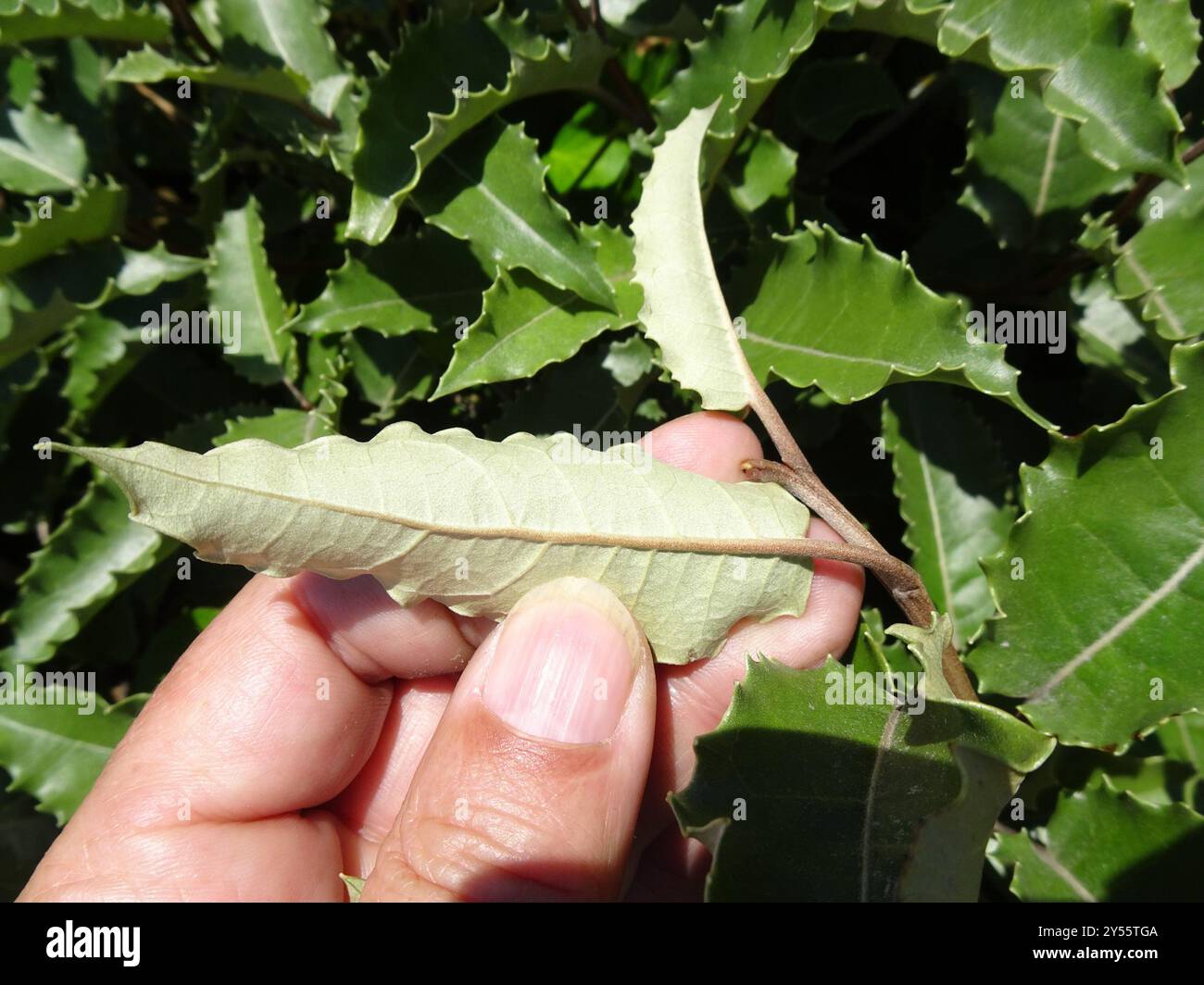 New Zealand holly (Olearia × macrodonta) Plantae Stock Photo