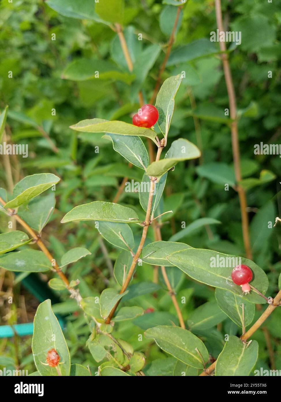 purpleflower honeysuckle (Lonicera conjugialis) Plantae Stock Photo - Alamy