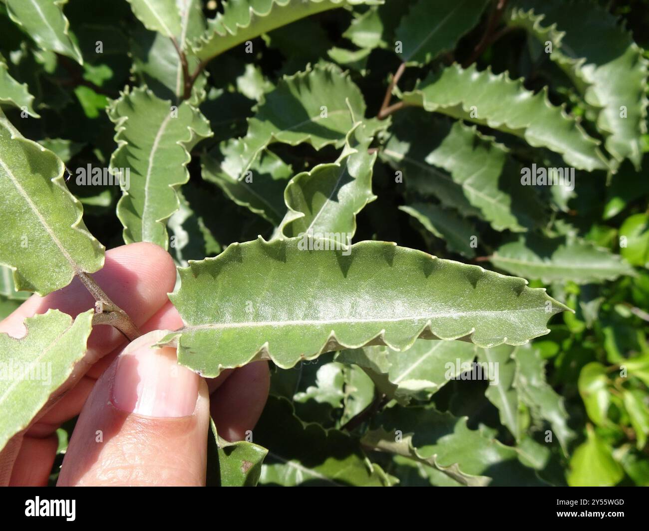 New Zealand holly (Olearia × macrodonta) Plantae Stock Photo