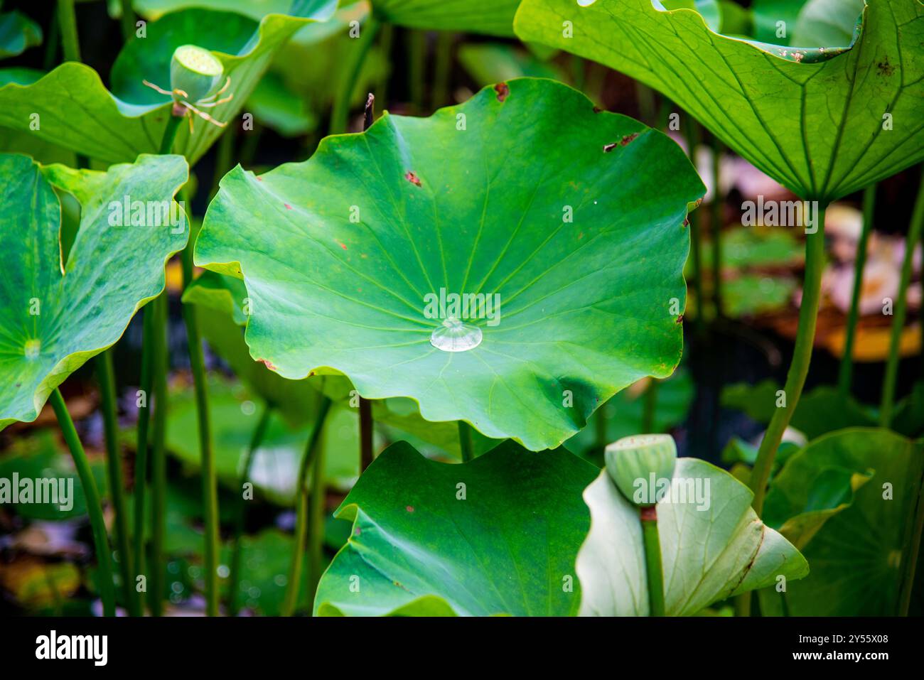 Beautiful lotus flower garden hi-res stock photography and images - Alamy