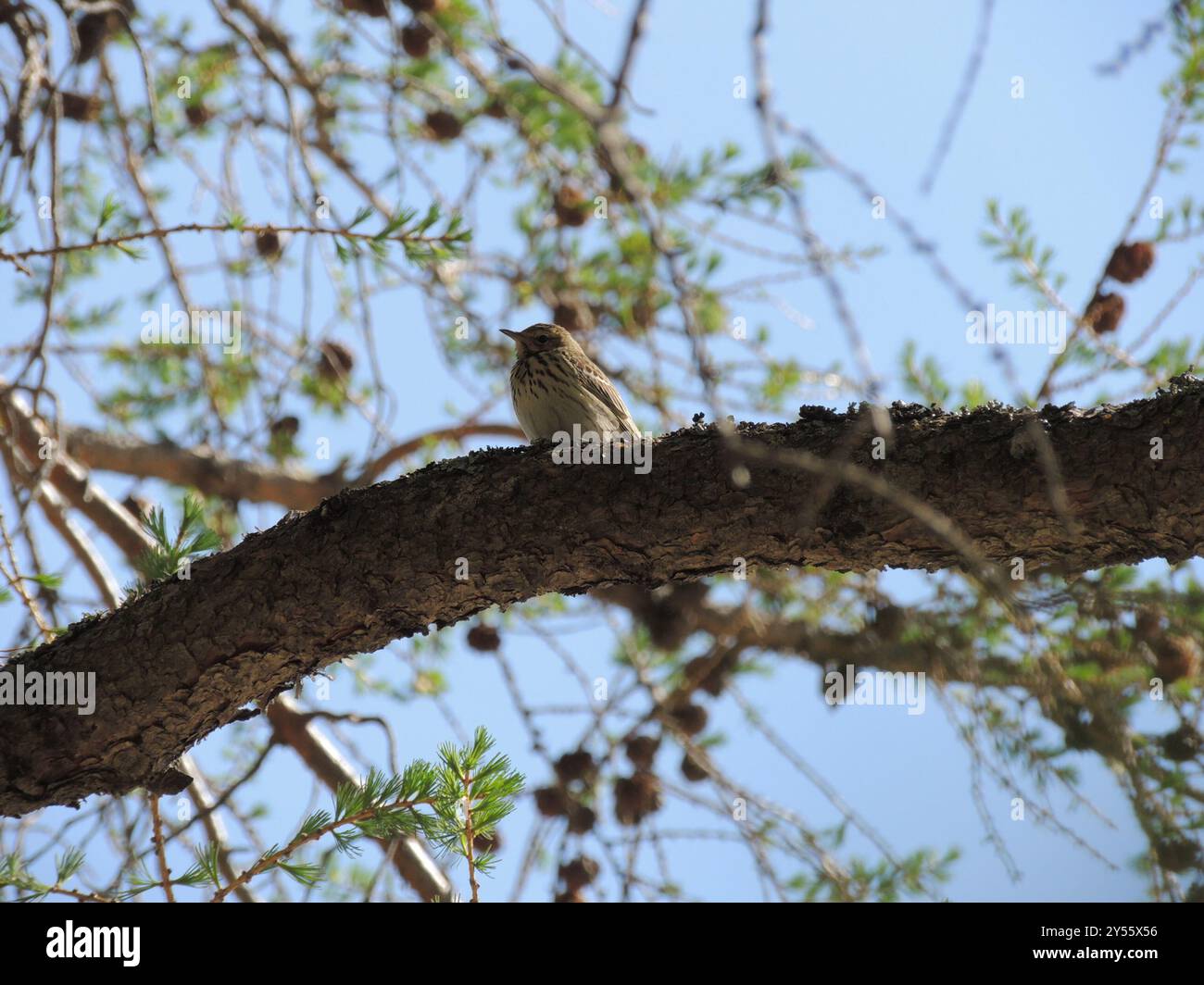 Tree Pipit (Anthus trivialis) Aves Stock Photo - Alamy