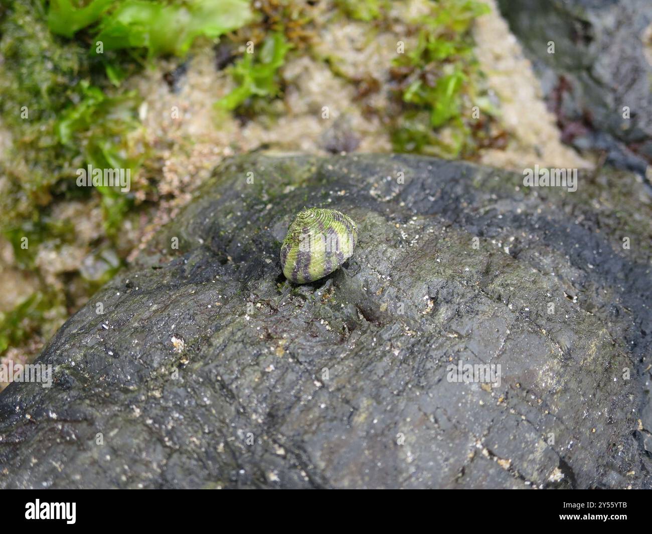 Purple Topshell (Steromphala umbilicalis) Mollusca Stock Photo - Alamy