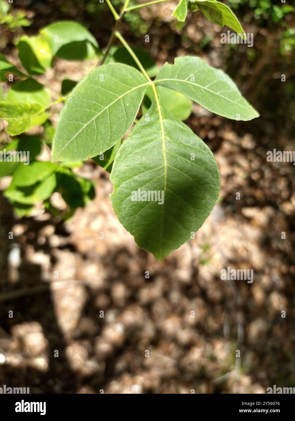 common hoptree (Ptelea trifoliata) Plantae Stock Photo - Alamy