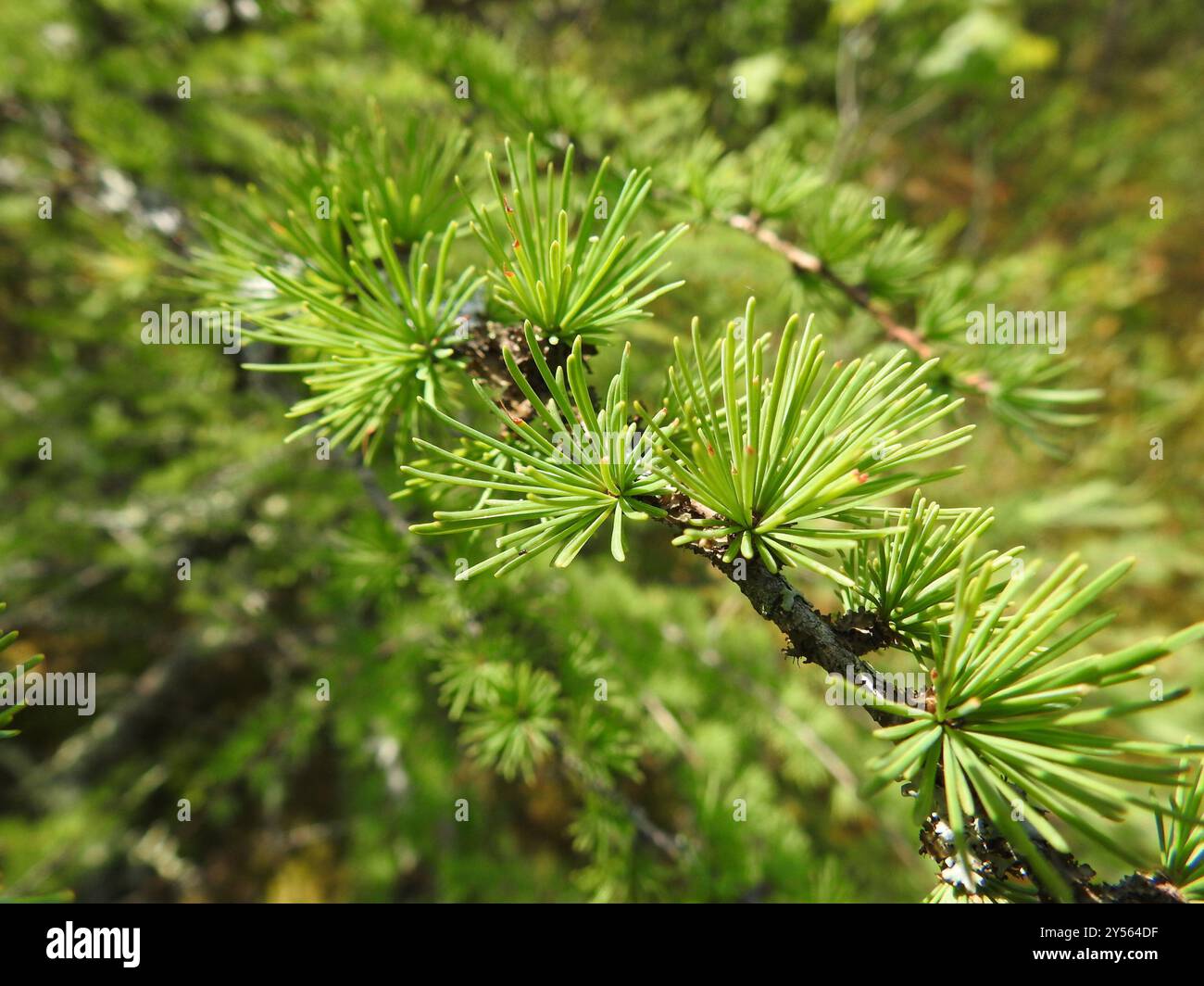 tamarack (Larix laricina) Plantae Stock Photo - Alamy