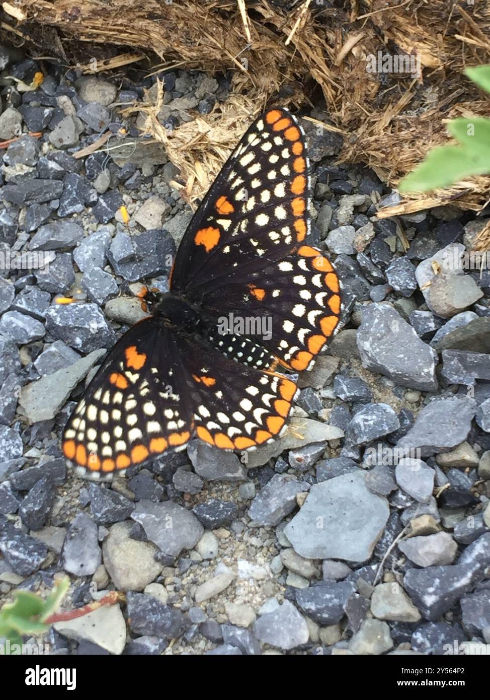 Baltimore Checkerspot (Euphydryas phaeton) Insecta Stock Photo - Alamy
