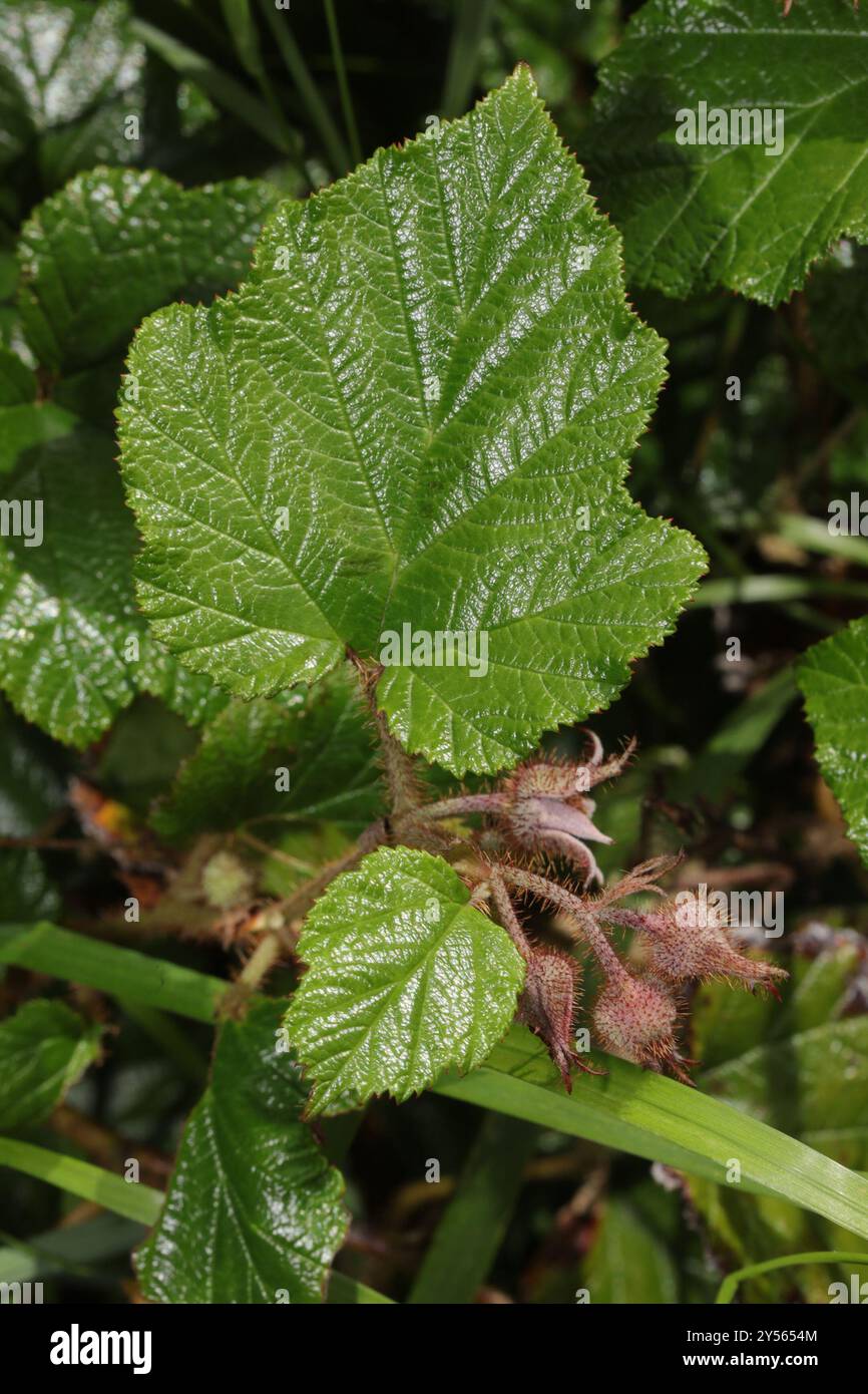 Chinese Bramble (Rubus tricolor) Plantae Stock Photo - Alamy