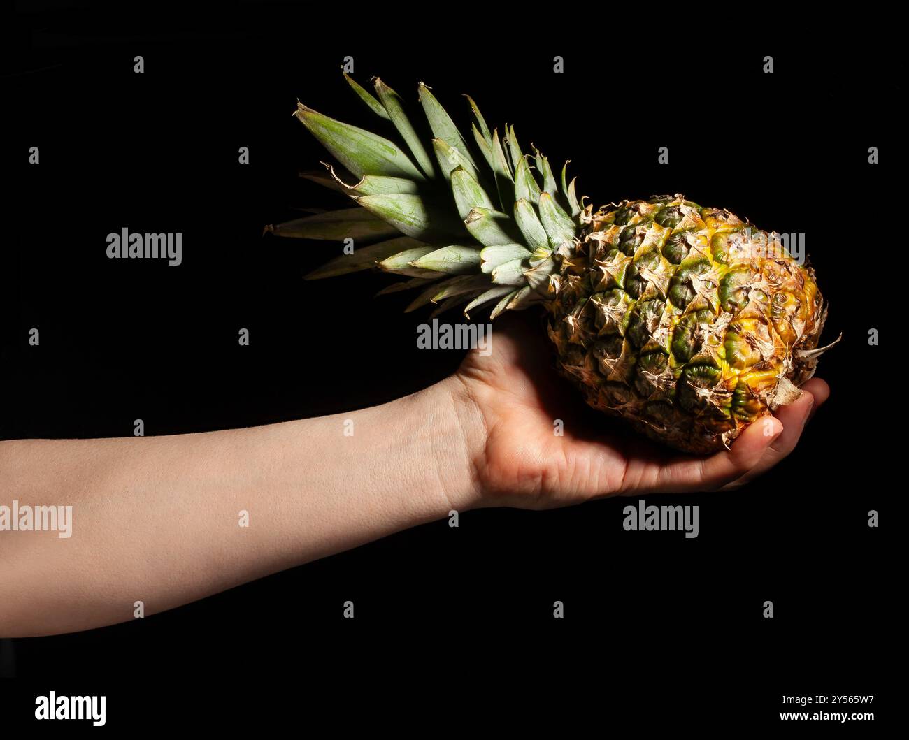 pineapple in hand on black background Stock Photo