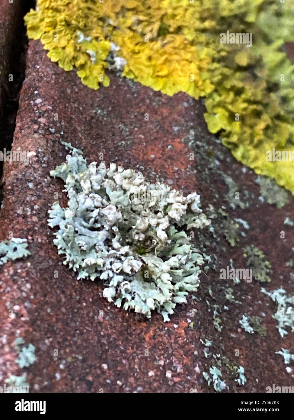 Hooded Rosette Lichen (Physcia adscendens) Fungi Stock Photo