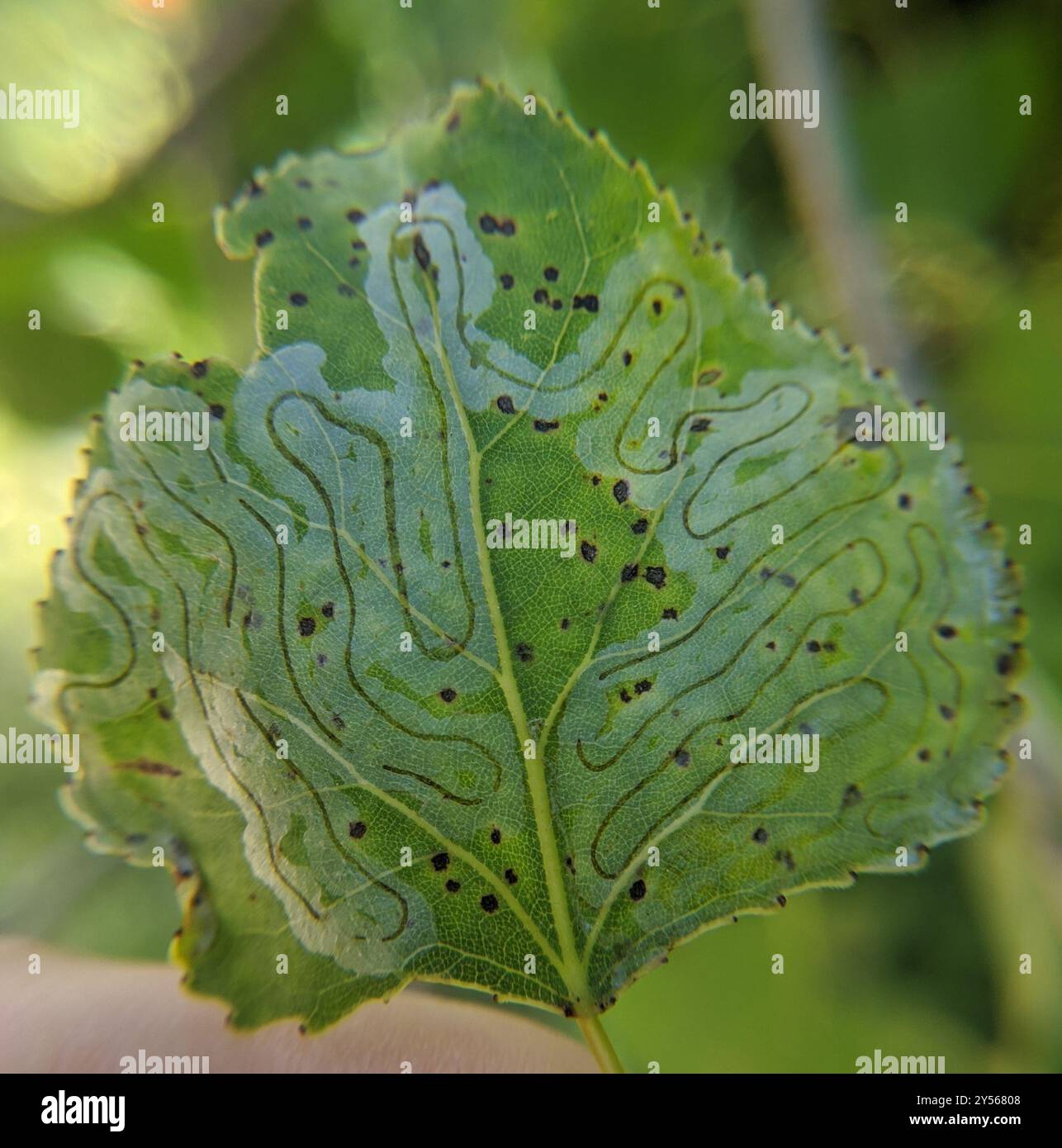 Aspen Serpentine Leafminer Moth (Phyllocnistis populiella) Insecta ...
