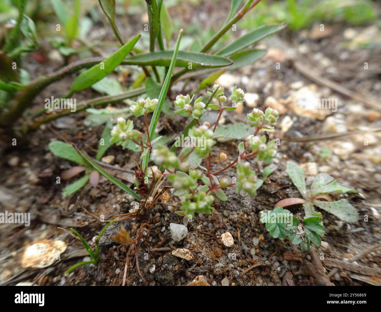 Allseed (Radiola linoides) Plantae Stock Photo