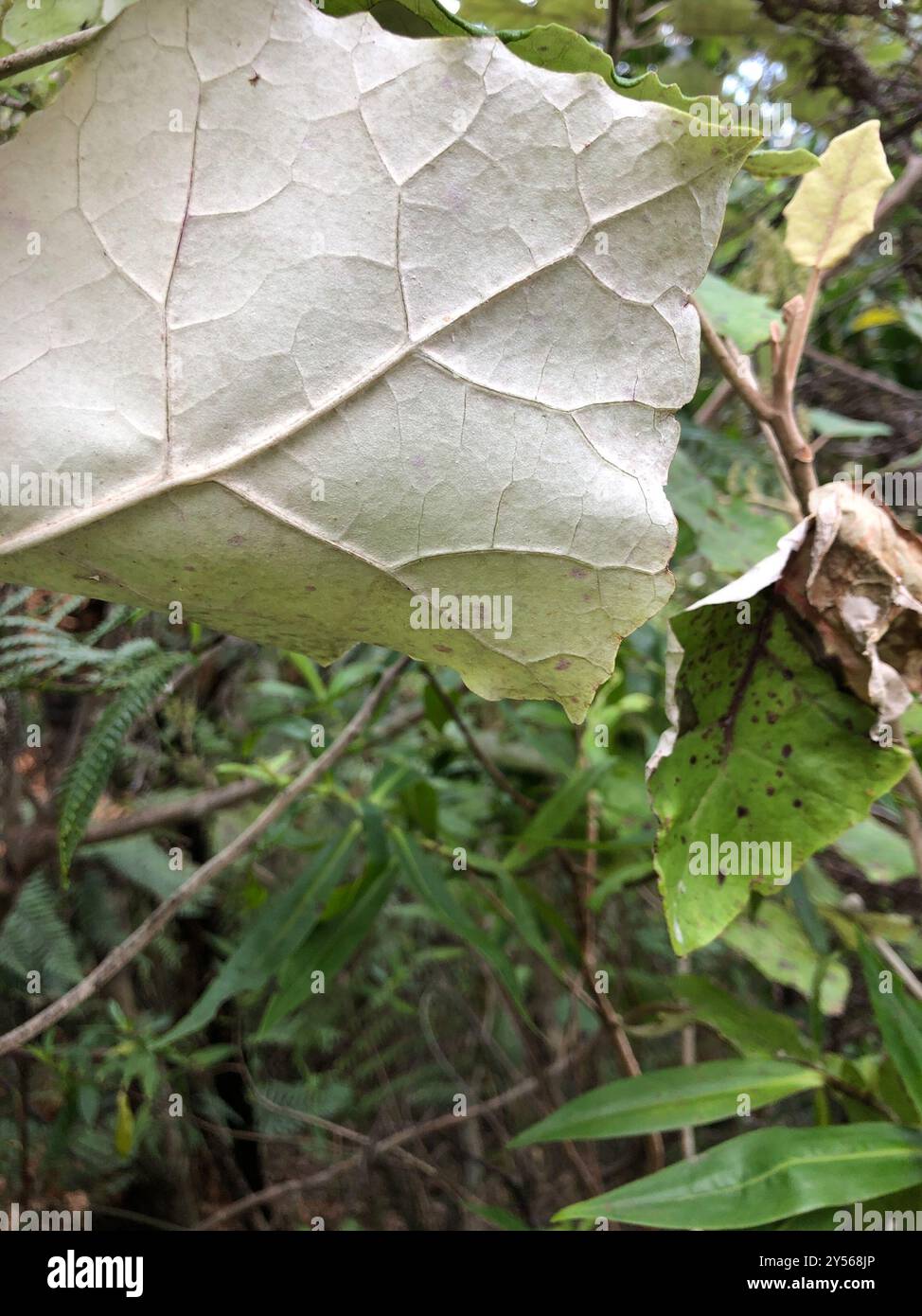 Rangiora (Brachyglottis repanda) Plantae Stock Photo - Alamy