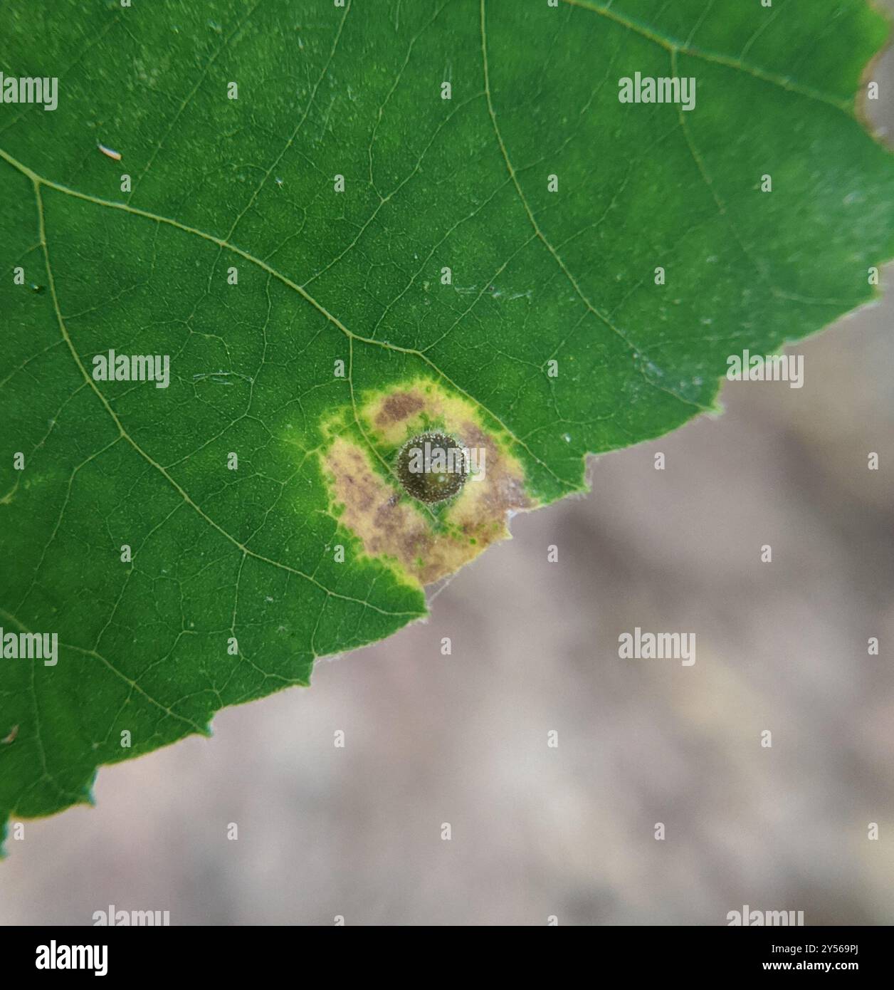 Hickory Sticky Ginger Jar Gall Midge (Caryomyia viscidolium) Insecta ...