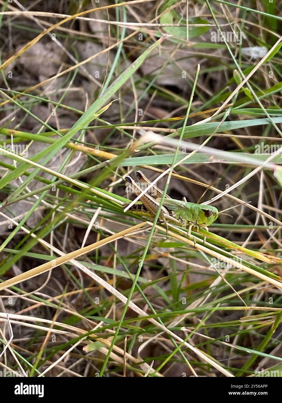 Meadow Grasshopper (Pseudochorthippus parallelus) Insecta Stock Photo ...