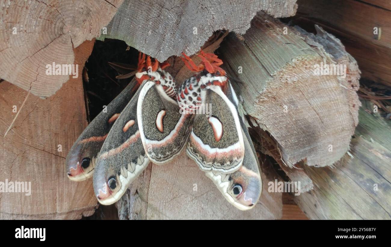 Cecropia Moth (Hyalophora cecropia) Insecta Stock Photo - Alamy