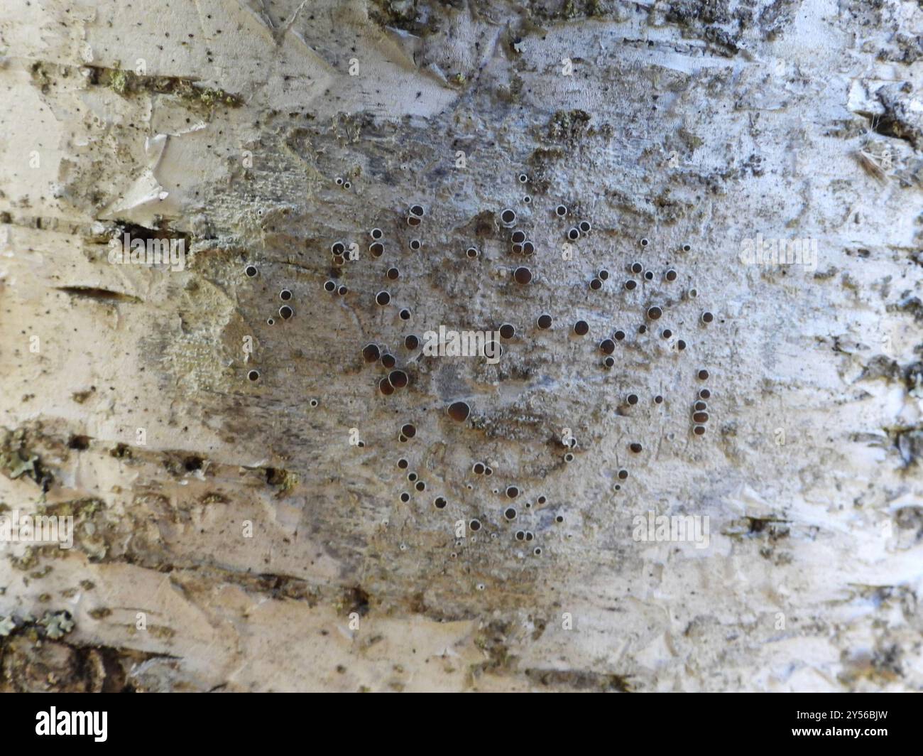 Black-eyed Rim Lichen (Lecanora circumborealis) Fungi Stock Photo - Alamy