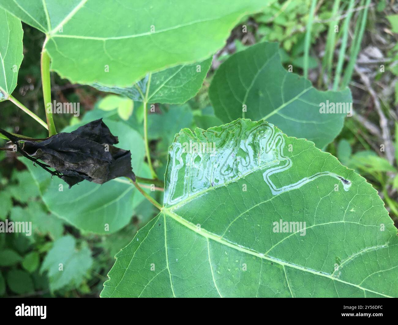 Aspen Serpentine Leafminer Moth (Phyllocnistis populiella) Insecta ...