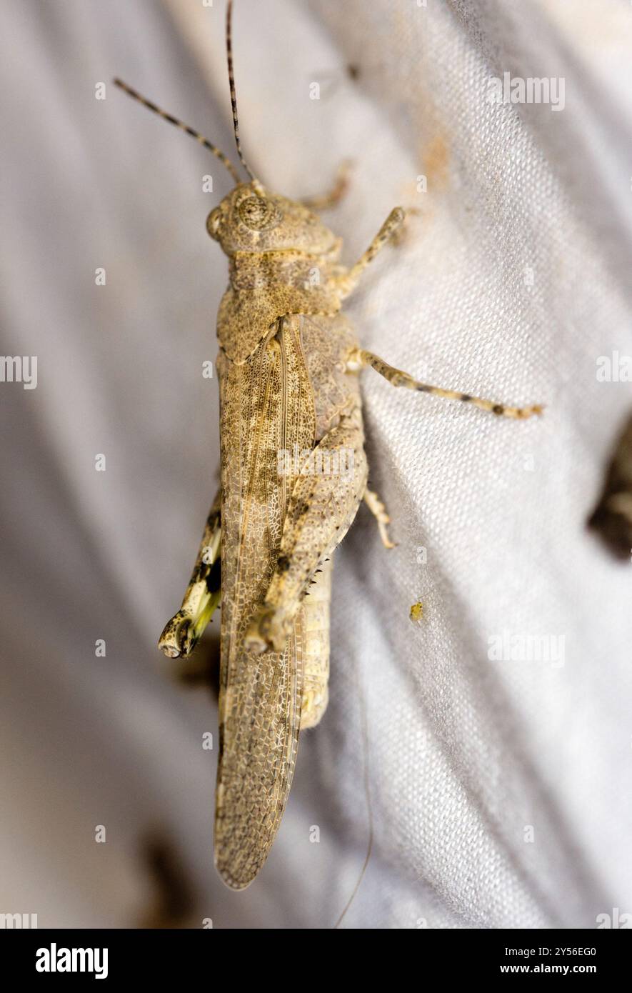 Short-horned Grasshoppers (Acrididae) Insecta Stock Photo - Alamy