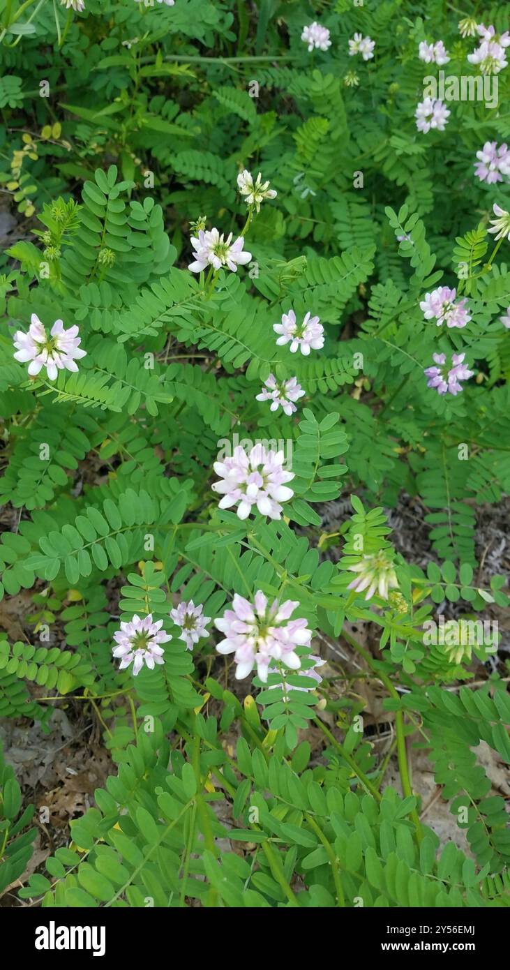 purple crownvetch (Securigera varia) Plantae Stock Photo - Alamy
