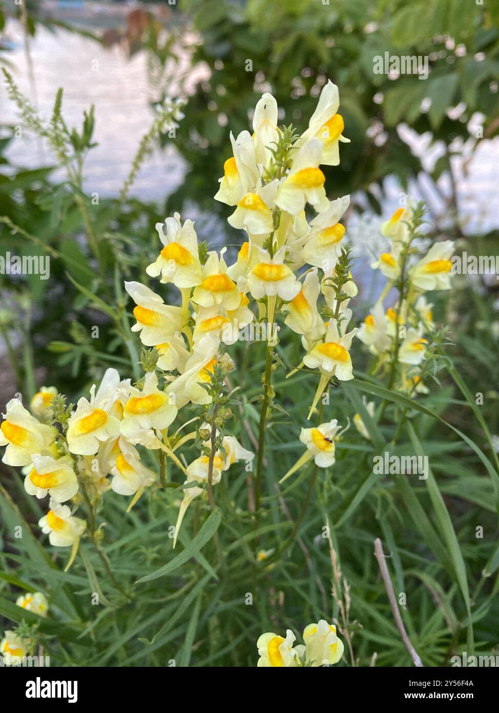 Toad Fls common toadflax (Linaria vulgaris) Plantae Stock Photo - Alamy