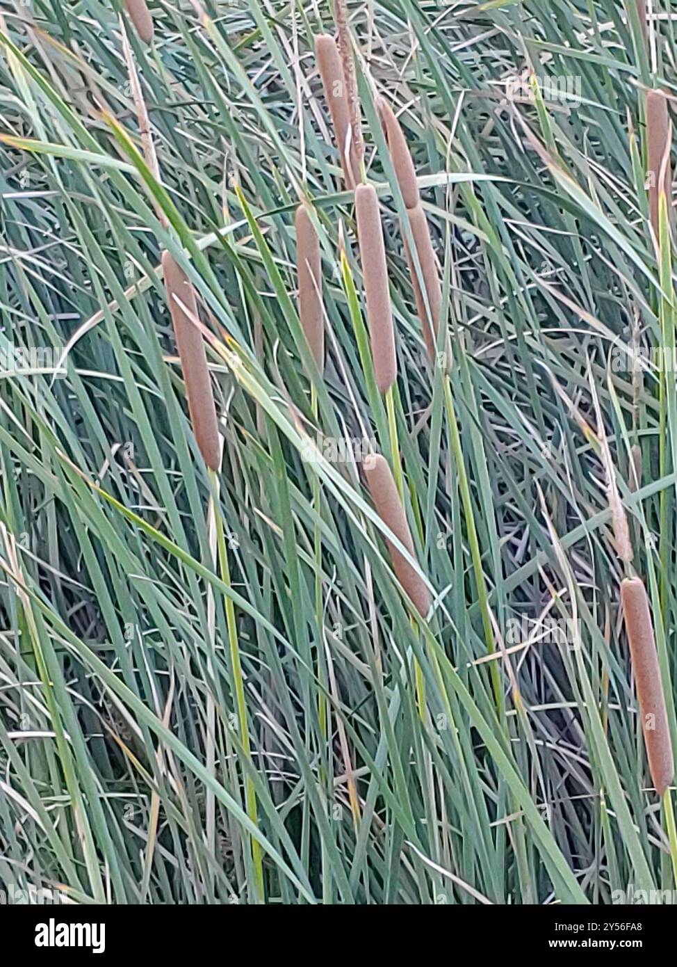 southern cattail (Typha domingensis) Plantae Stock Photo - Alamy