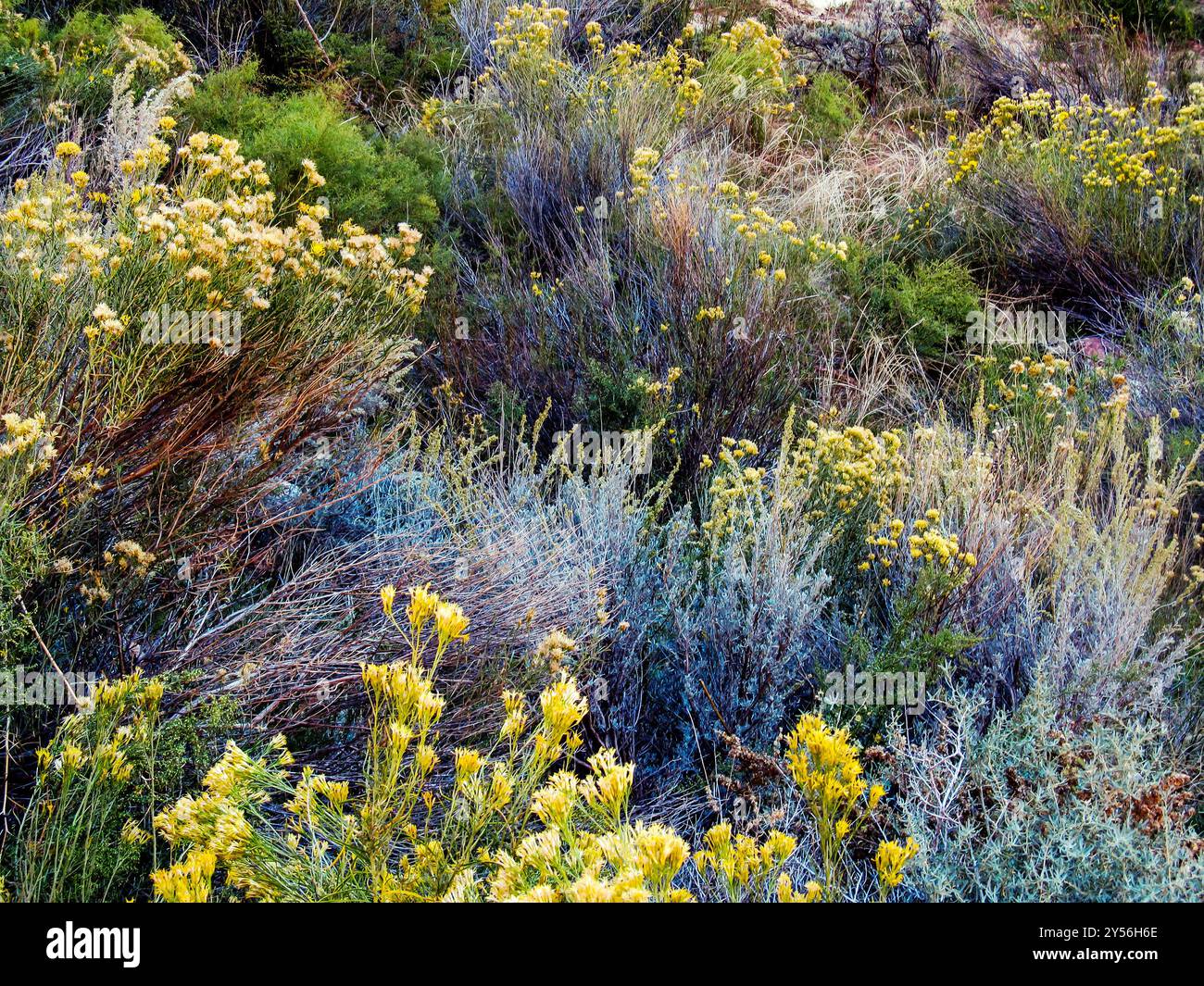 Zion Rabbit Rabbitbrush with its yellow flowers among the rushes and grass in the ...