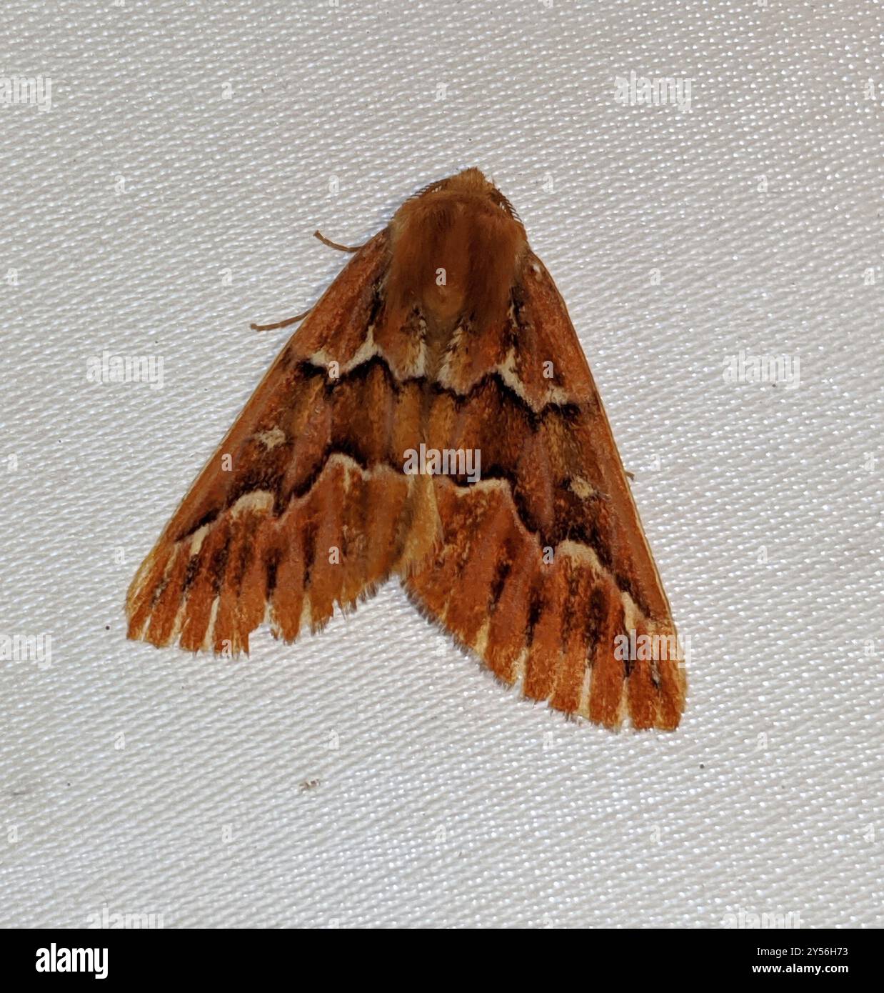 Western Conifer Looper (Caripeta aequaliaria) Insecta Stock Photo - Alamy