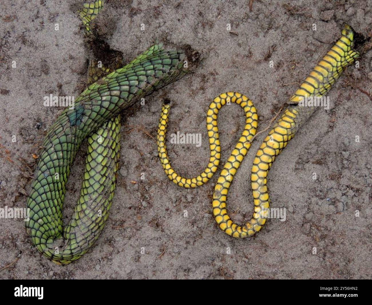 Jameson's Mamba (Dendroaspis jamesoni) Reptilia Stock Photo - Alamy