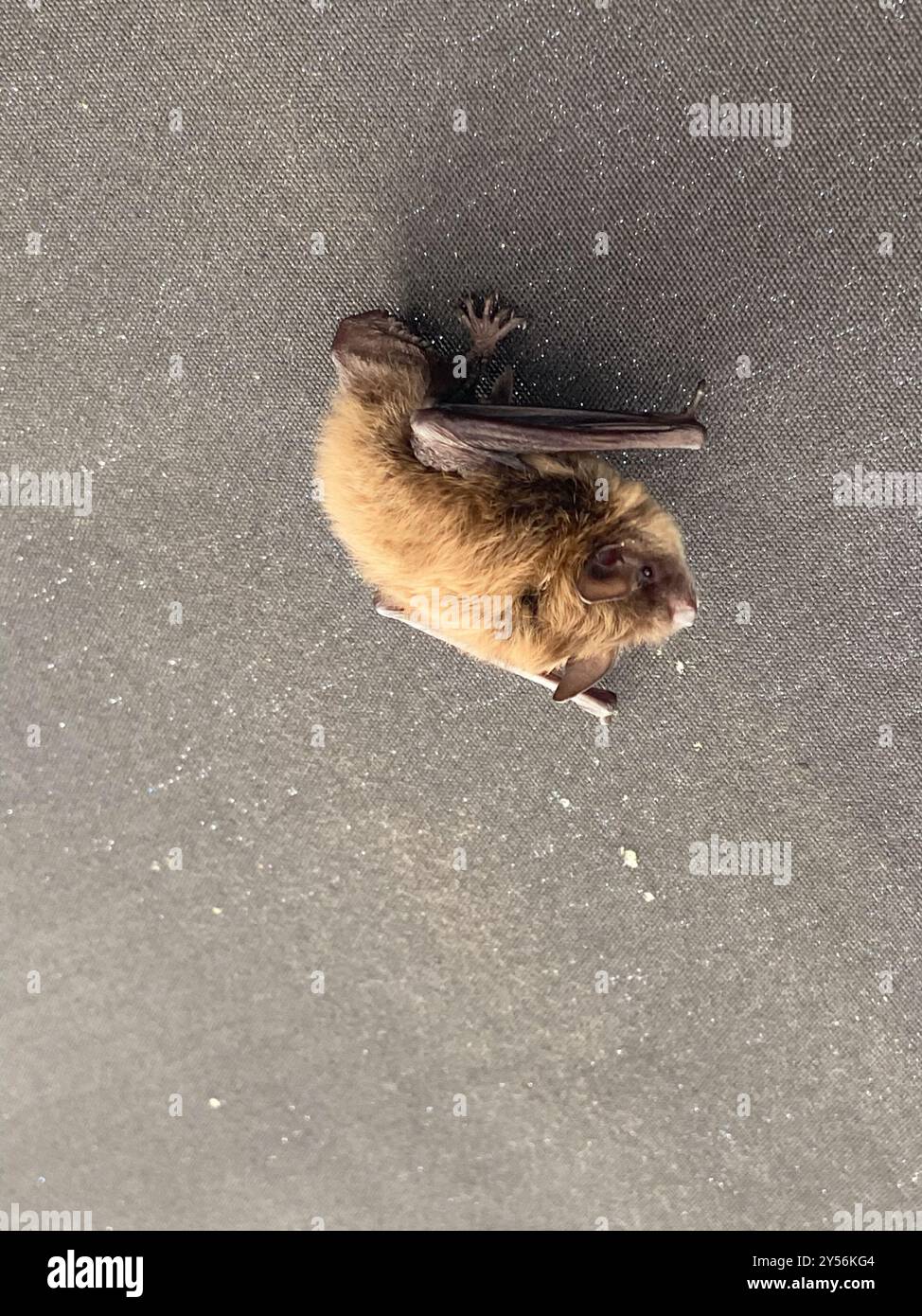 Little Brown Bat (Myotis lucifugus) Mammalia Stock Photo - Alamy